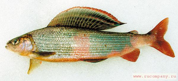 ������� ����� ��� ����� ���� ��������: ������������� ������ Thymallus tugarinae Knizhin, Antonov, Safronov et Weiss, 2007