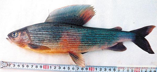 ������� ����� ��� ����� ���� ��������: ������: �������������� ������ Thymallus grubii flavomaculatus Knizhin, Antonov et Weiss, 2006